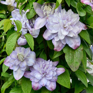 Clematis Anna’s Choice
