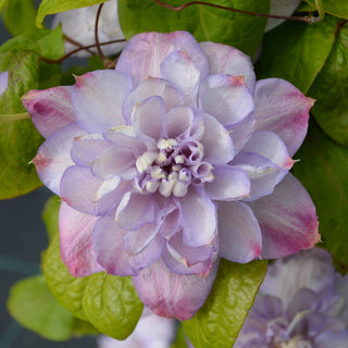 Clematis Anna’s Choice