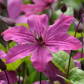 Clematis Expander