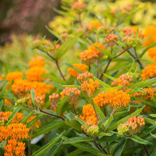Butterfly Weed