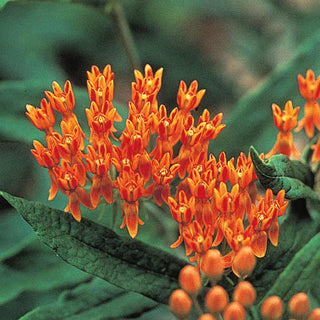 Butterfly Weed