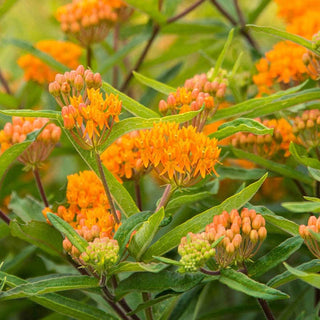 Butterfly Weed