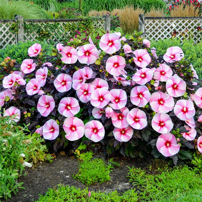 Starry Night Spring Starry Starry Night Hibiscus PP27901 – Spring Hill Nursery