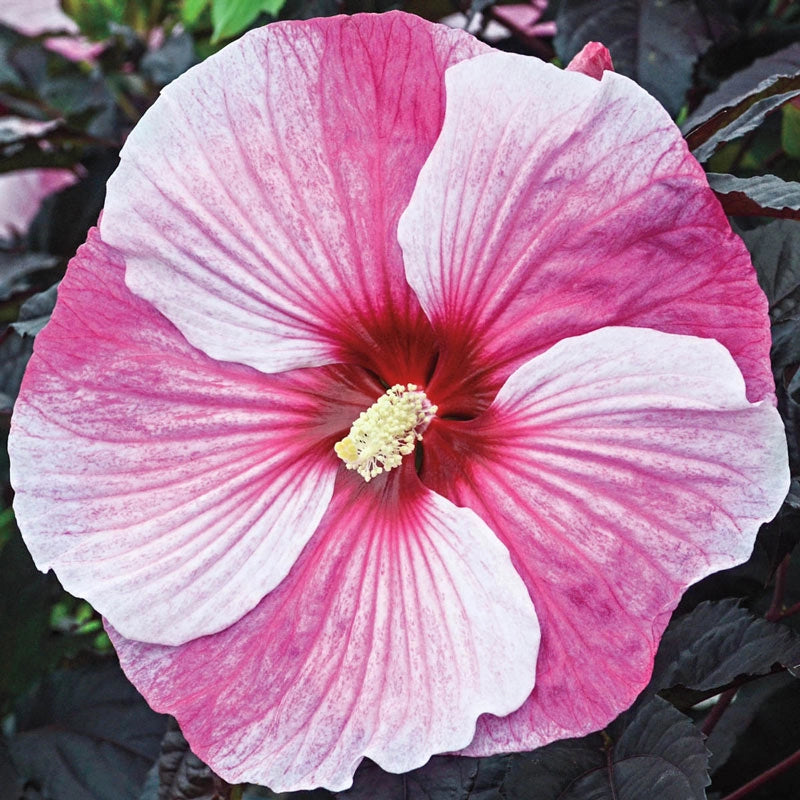 Starry Night Spring Starry Starry Night Hibiscus PP27901 – Spring Hill Nursery