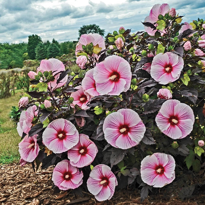 Starry Night Spring Starry Starry Night Hibiscus PP27901 – Spring Hill Nursery