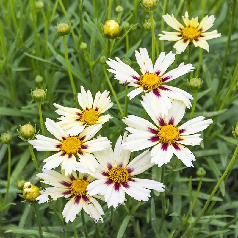 wow starlight rose seed Starlight Coreopsis