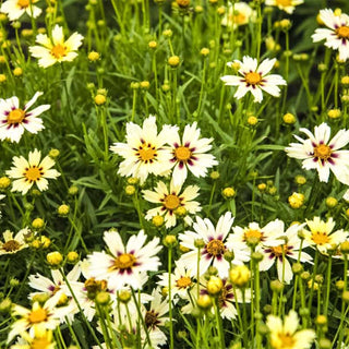 Starlight Coreopsis