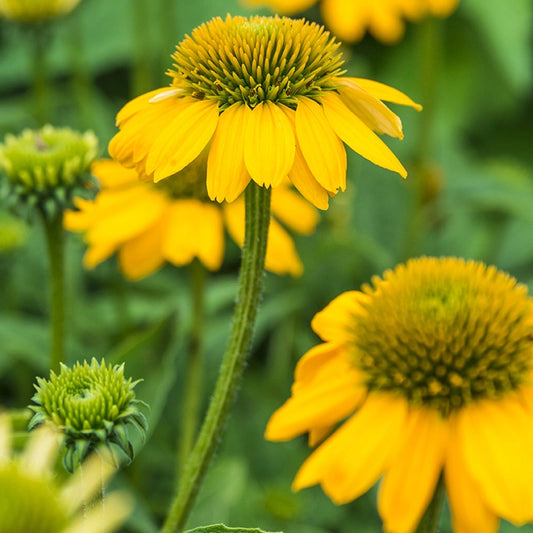 echinacea sombrero lemon yellow seeds Sombrero Lemon Yellow Coneflower