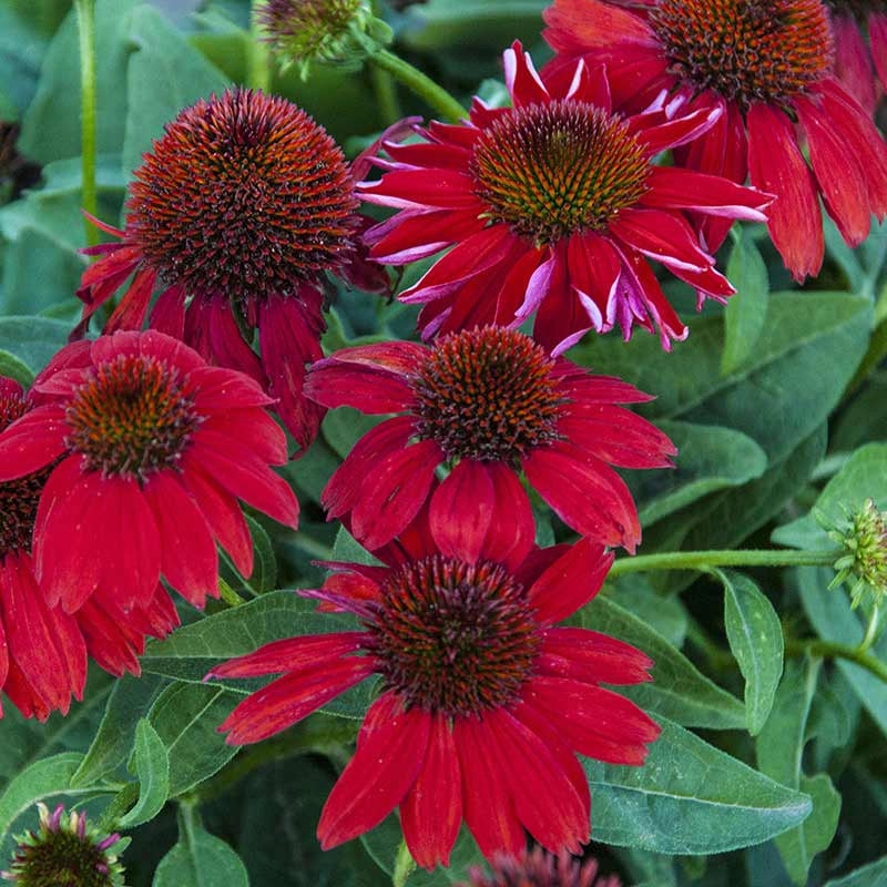 echinacea sombrero salsa red seeds Sombrero® Salsa Red Coneflower