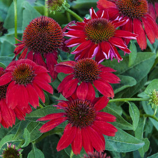 Sombrero® Salsa Red Coneflower
