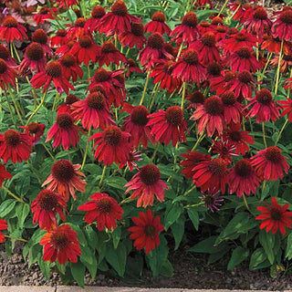 Sombrero® Salsa Red Coneflower