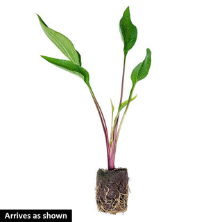 Sombrero® Salsa Red Coneflower