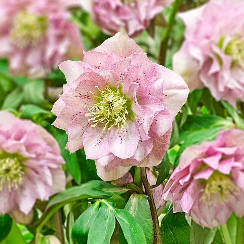 Pink Frost Double Hellebore