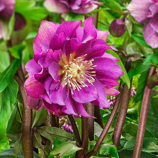 Winter Plum Double Hellebore
