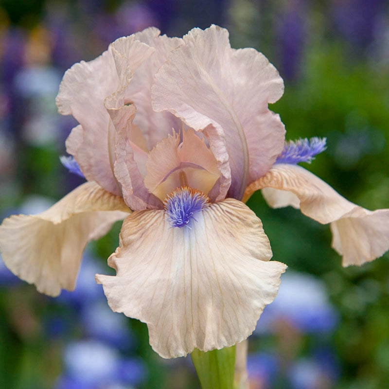 Concertina KickStart™ Reblooming Iris