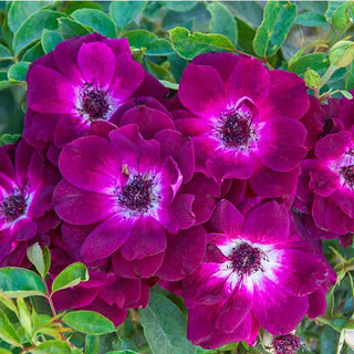 Burgundy Iceberg Rose