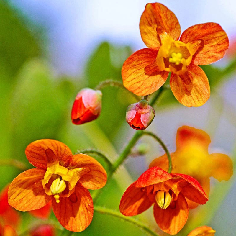 Orange Queen Epimedium