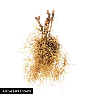 Orange Queen Epimedium