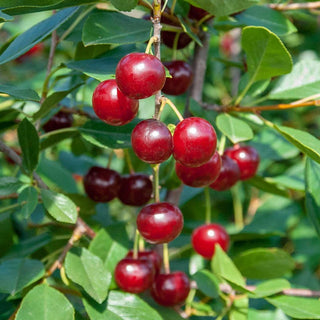 Juliet™ Dwarf Cherry Tree