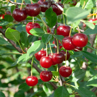 Juliet™ Dwarf Cherry Tree