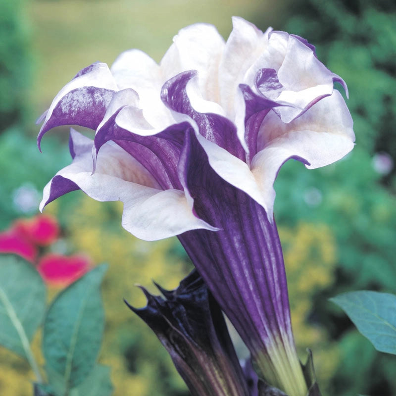 Purple People Eater Angel Trumpet