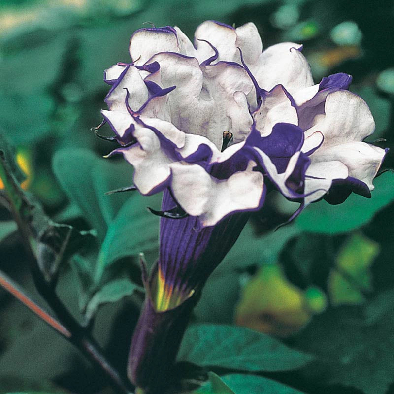 lavender angel trumpet plant Purple People Eater Angel Trumpet