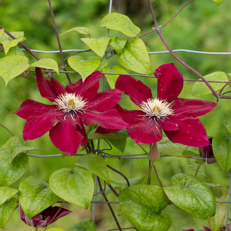 Clematis Charmaine™