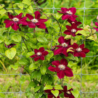 Clematis Charmaine™