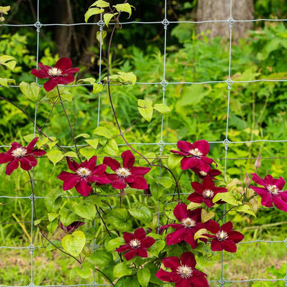 Clematis Charmaine™