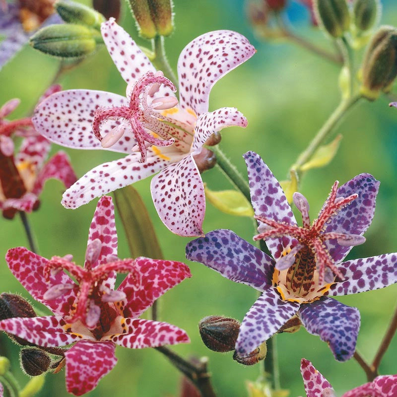 Toad Lily Mix