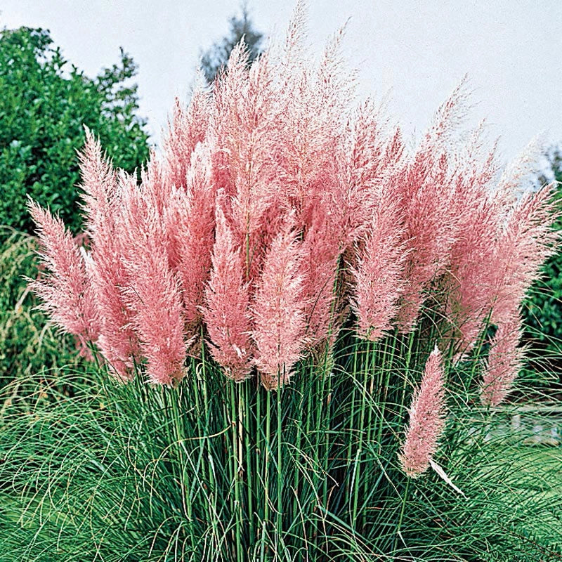 Pink Pampas Grass