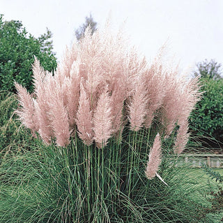 Pink Pampas Grass