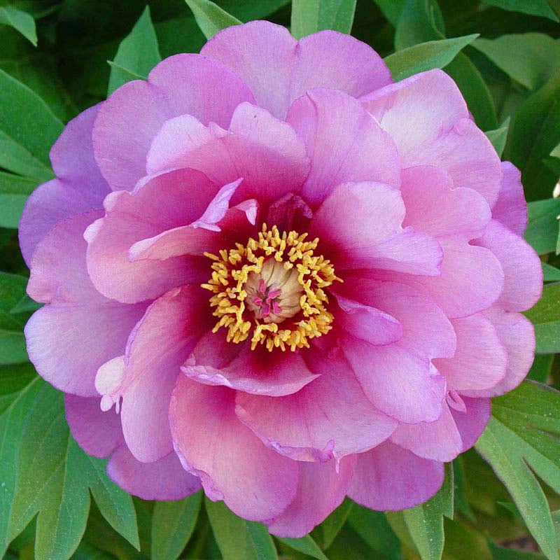 Yankee Doodle Dandee Itoh Peony