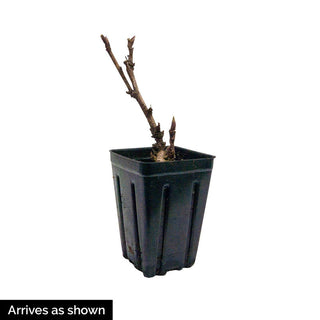 Yankee Doodle Dandee Itoh Peony