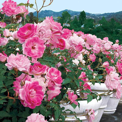 Brilliant Pink Iceberg Floribunda Rose