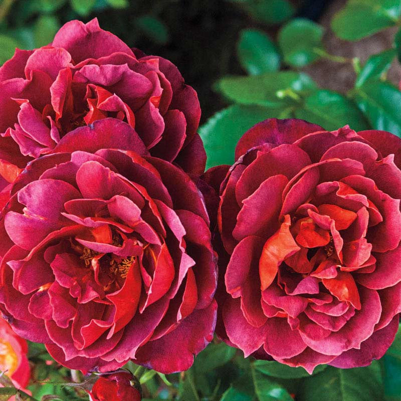 Hot Cocoa Floribunda Rose | Shop Roses | Spring Hill Nurseries