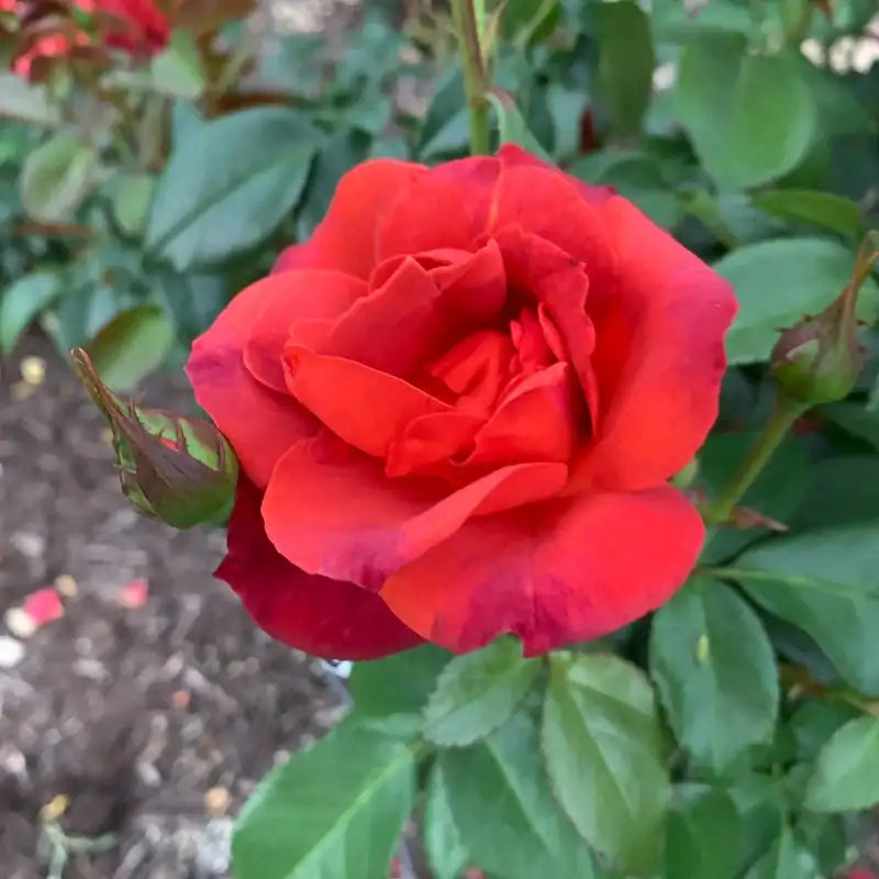 Hot Cocoa™ Floribunda Rose