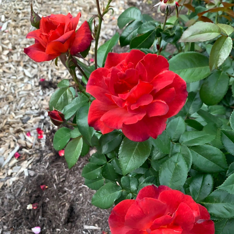 Hot Cocoa™ Floribunda Rose