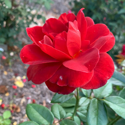 Hot Cocoa™ Floribunda Rose