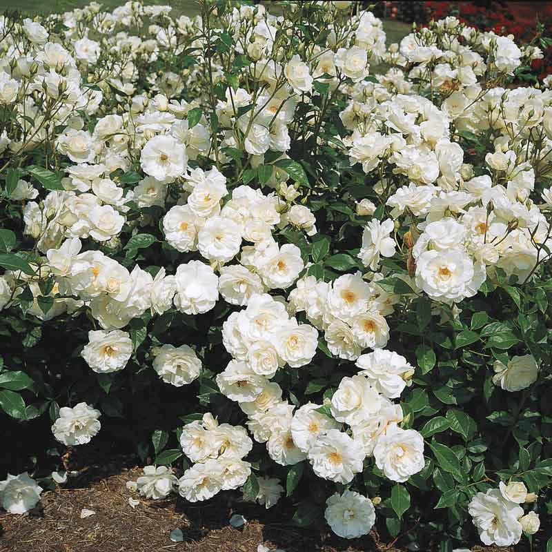 Iceberg Rose - White Iceberg Roses for Sale | Spring Hill – Spring Hill ...