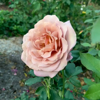 Koko Loko™ Floribunda Rose