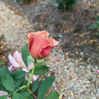 Koko Loko™ Floribunda Rose