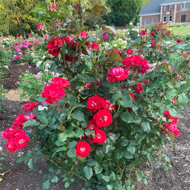 Take It Easy® Shrub Rose