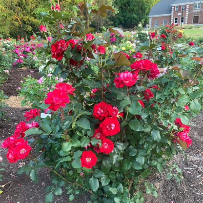 Take It Easy® Shrub Rose