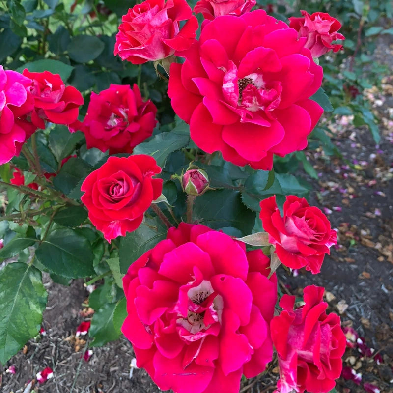 Take It Easy® Shrub Rose