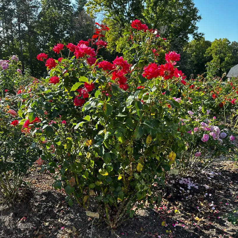 Take It Easy® Shrub Rose