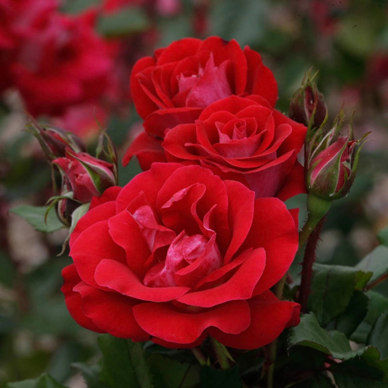Take It Easy Shrub Rose | Shop Roses | Spring Hill Nurseries – Spring ...