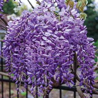 Blue Moon Reblooming Wisteria