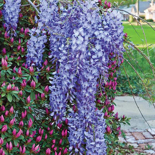 Blue Moon Reblooming Wisteria