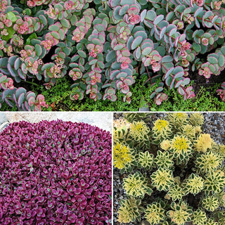 Sedum Carpet